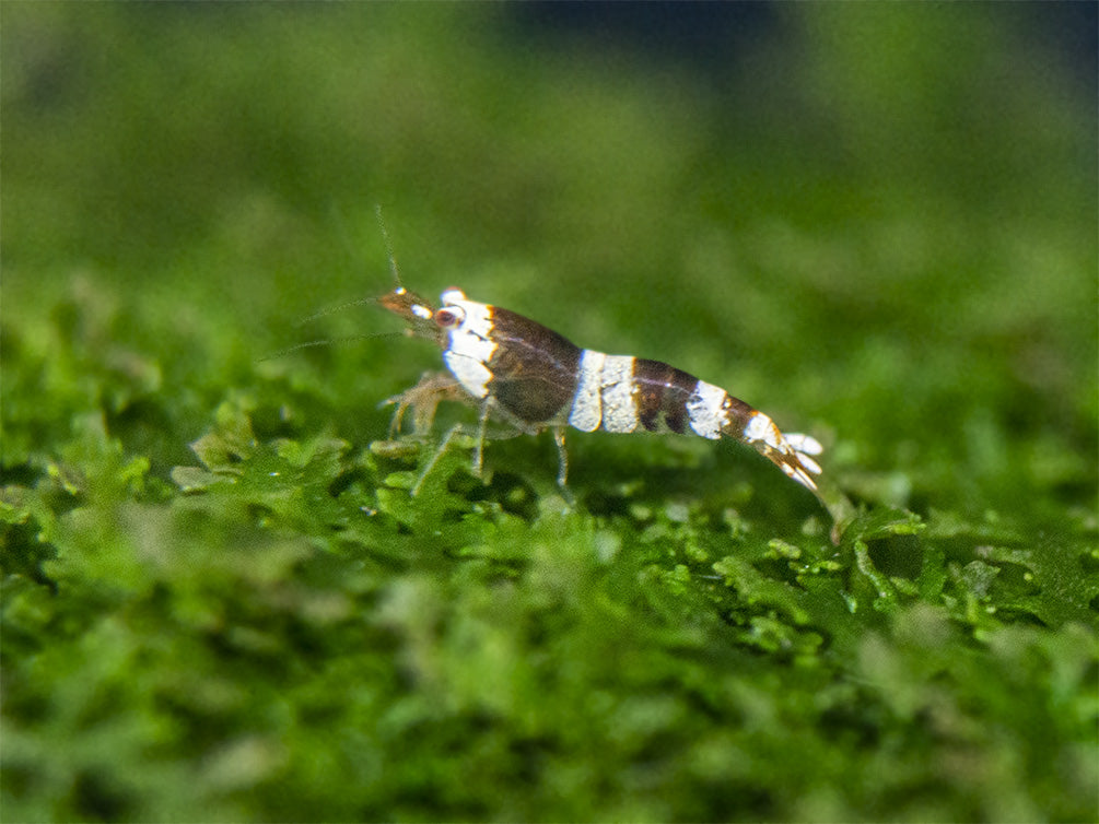 Crystal Black Shrimp (Caridina cantonensis, A-S Grade), Tank-Bred