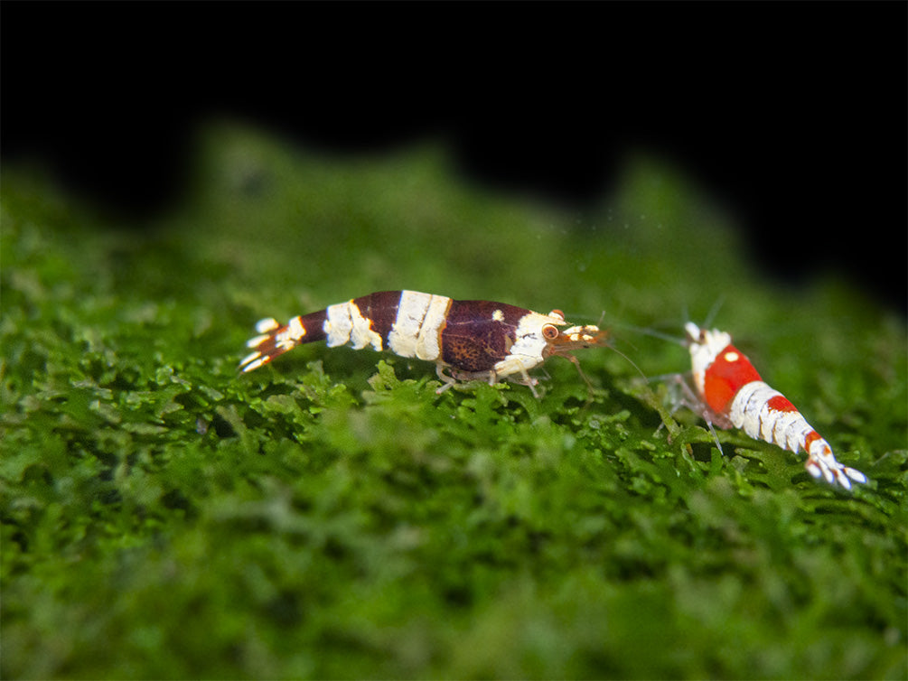 Crystal Black Shrimp (Caridina cantonensis, A-S Grade), Tank-Bred