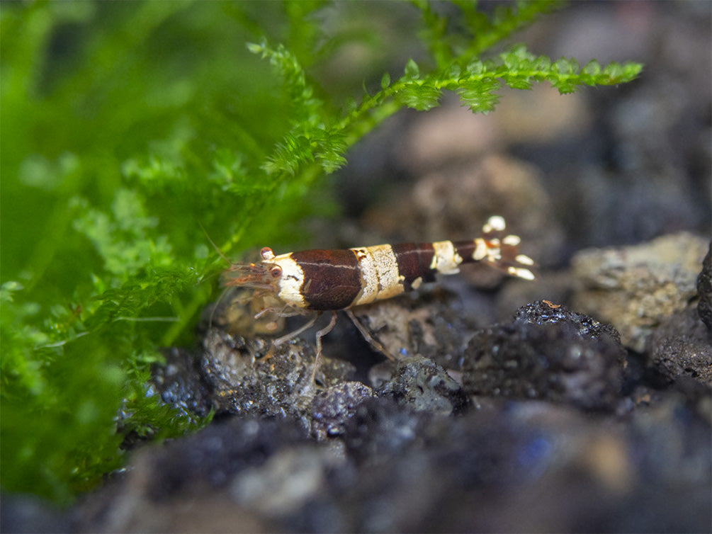 Crystal Black Shrimp (Caridina cantonensis, A-S Grade), Tank-Bred