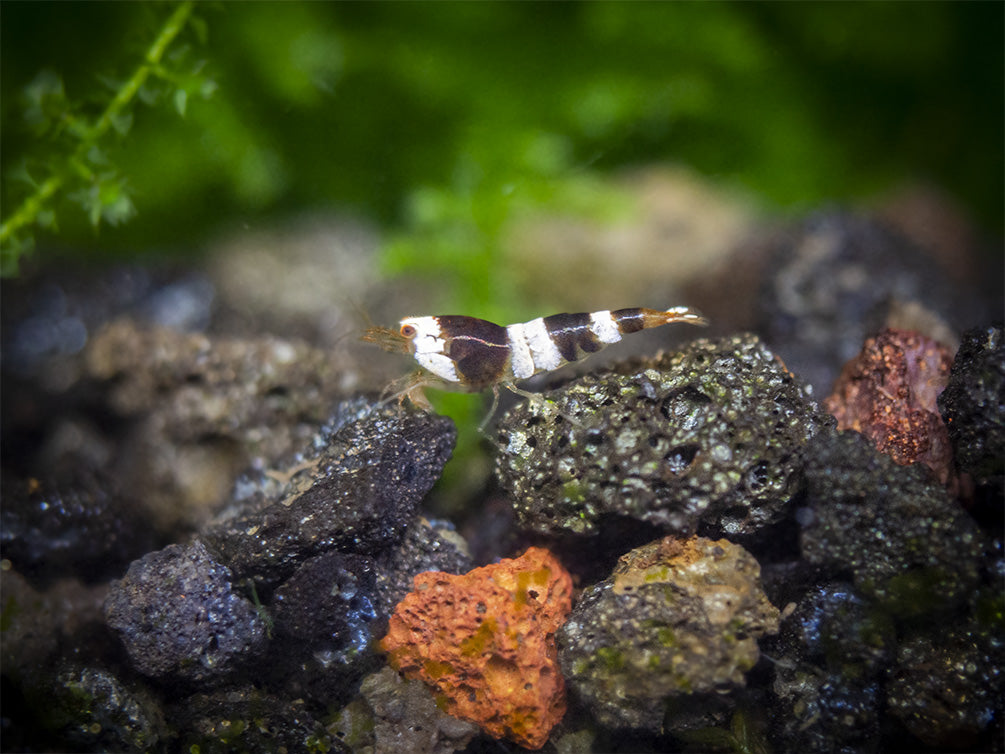 Crystal Black Shrimp (Caridina cantonensis, A-S Grade), Tank-Bred