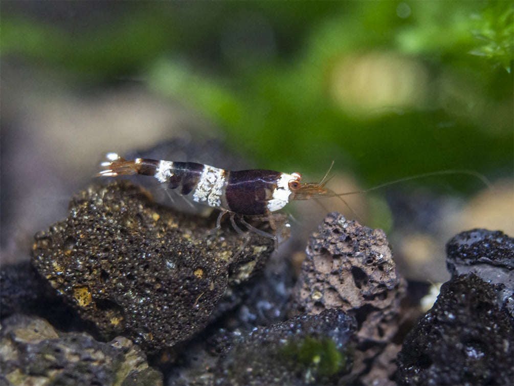 Crystal Red and Black Shrimp Combo Box