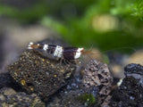 Crystal Black Shrimp (Caridina cantonensis, A-S Grade), Tank-Bred