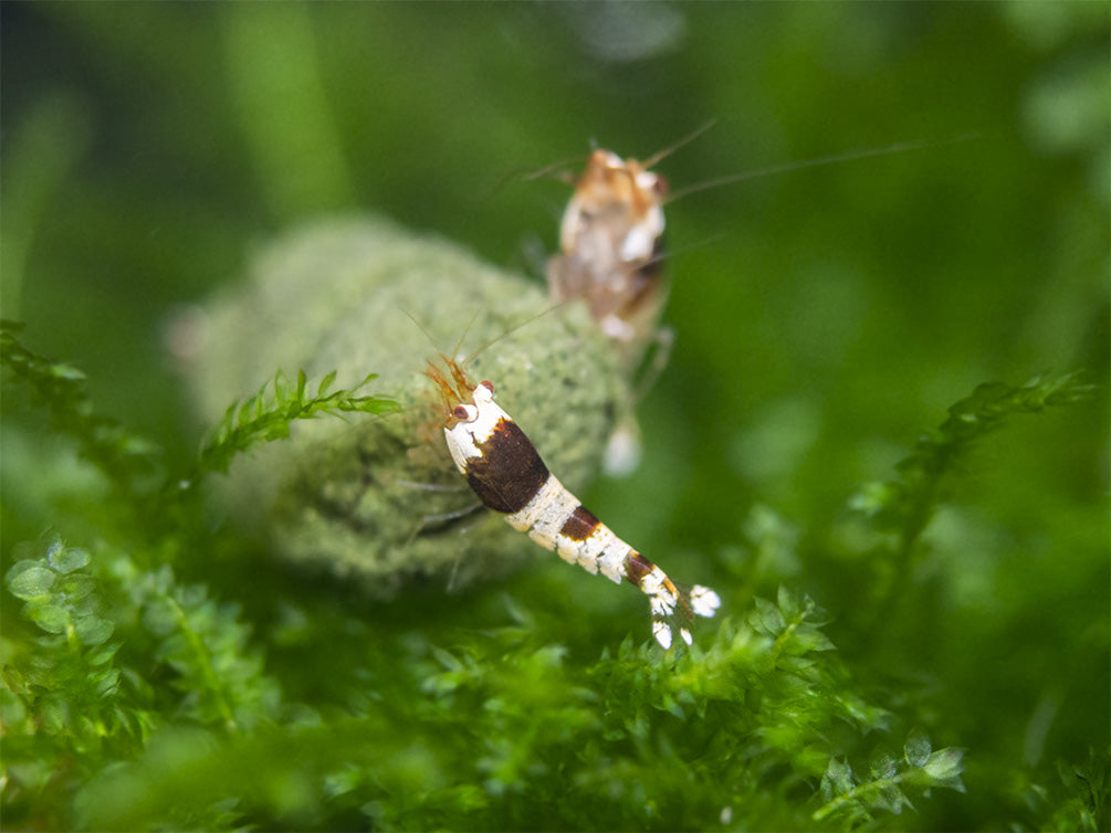 Crystal Black Shrimp (Caridina cantonensis, A-S Grade), Tank-Bred