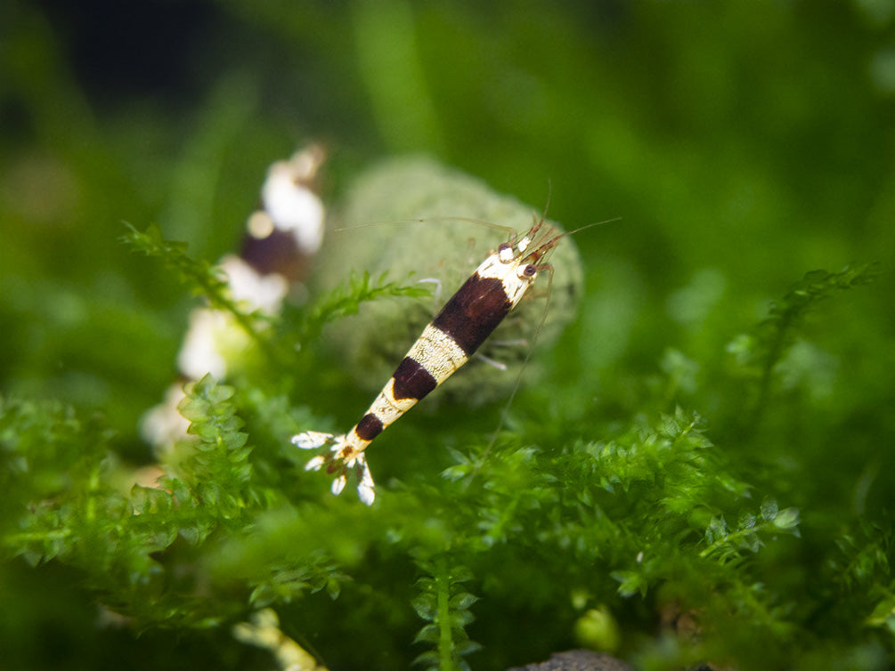 Crystal Black Shrimp (Caridina cantonensis, A-S Grade), Tank-Bred