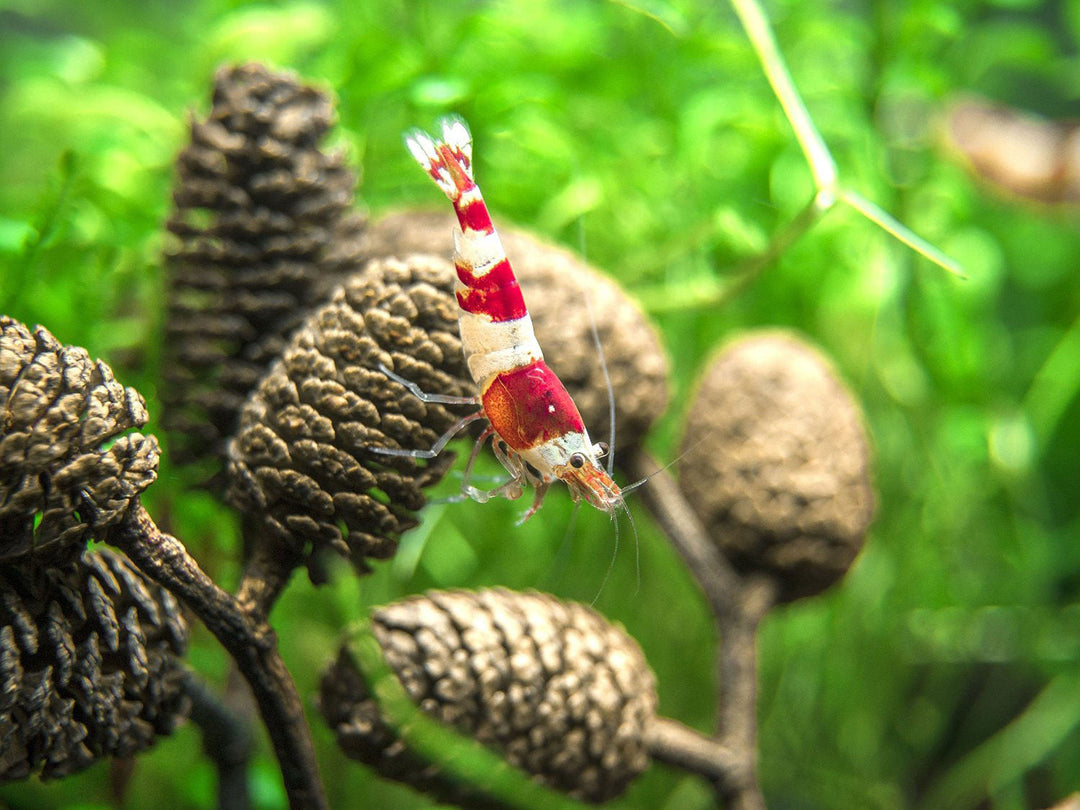 Crystal Red and Black Shrimp Combo Box