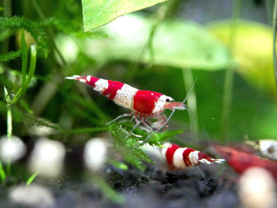 Crystal Red Shrimp (Caridina cantonensis, A-S Grade), Tank-Bred