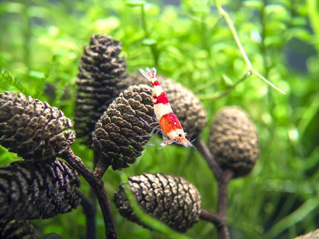 Crystal Red Shrimp (Caridina cantonensis, A-S Grade), Tank-Bred