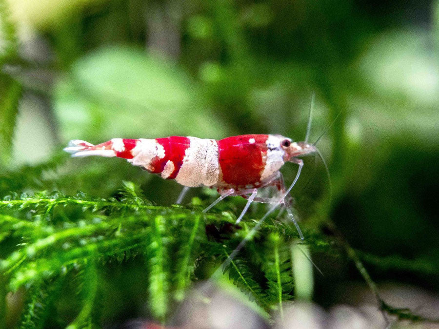 Crystal Red Shrimp (Caridina cantonensis, A-S Grade), Tank-Bred