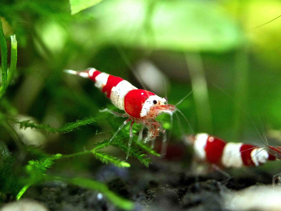 Crystal Red Shrimp (Caridina cantonensis, A-S Grade), Tank-Bred