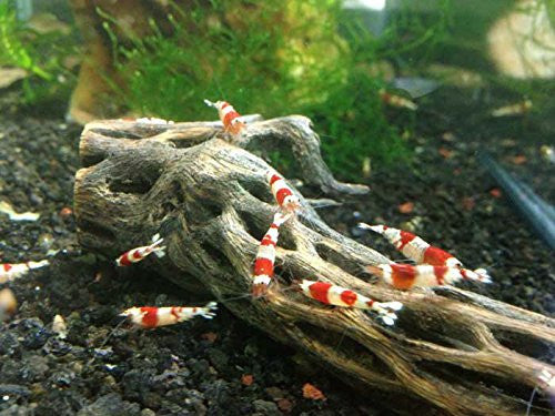 Crystal Red Shrimp (Caridina cantonensis, A-S Grade), Tank-Bred