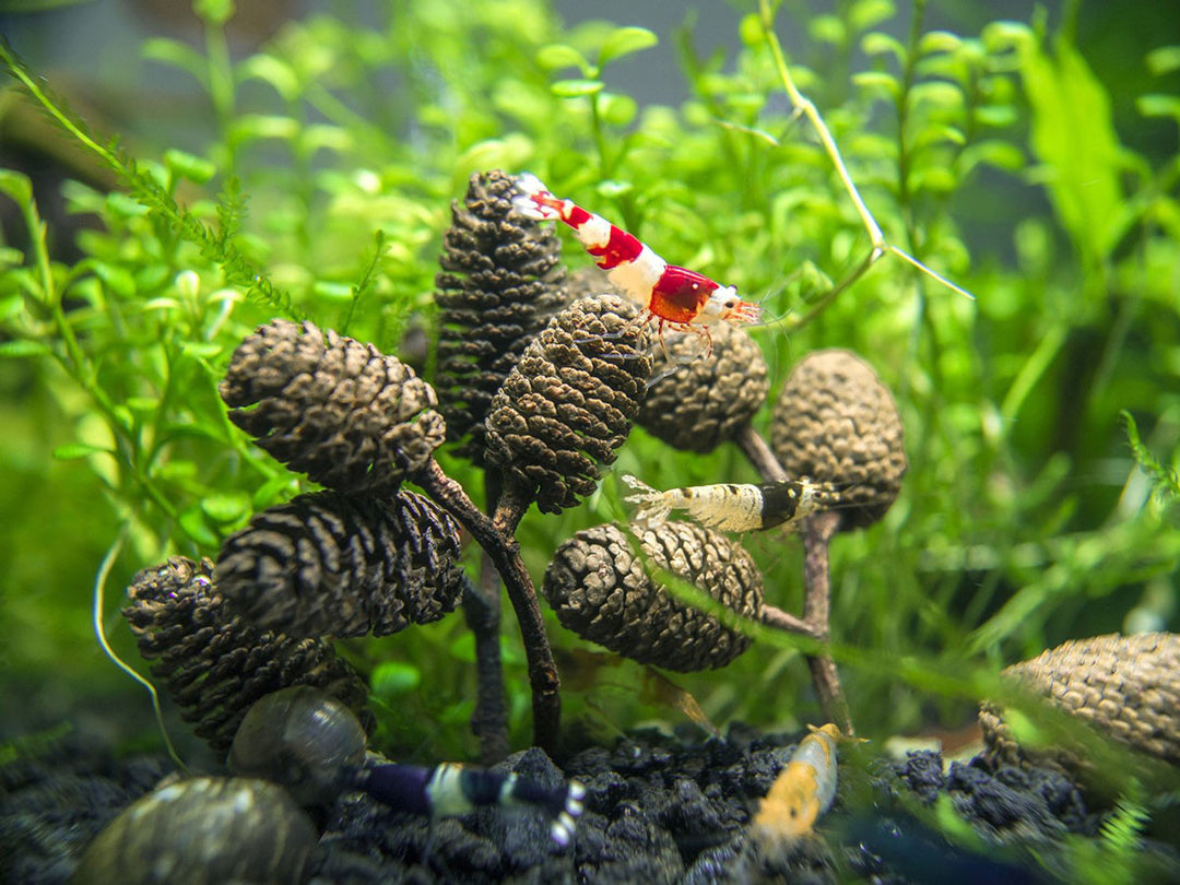 Crystal Red Shrimp (Caridina cantonensis, A-S Grade), Tank-Bred