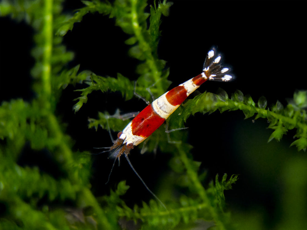 Crystal Red Shrimp (Caridina cantonensis, A-S Grade), Tank-Bred