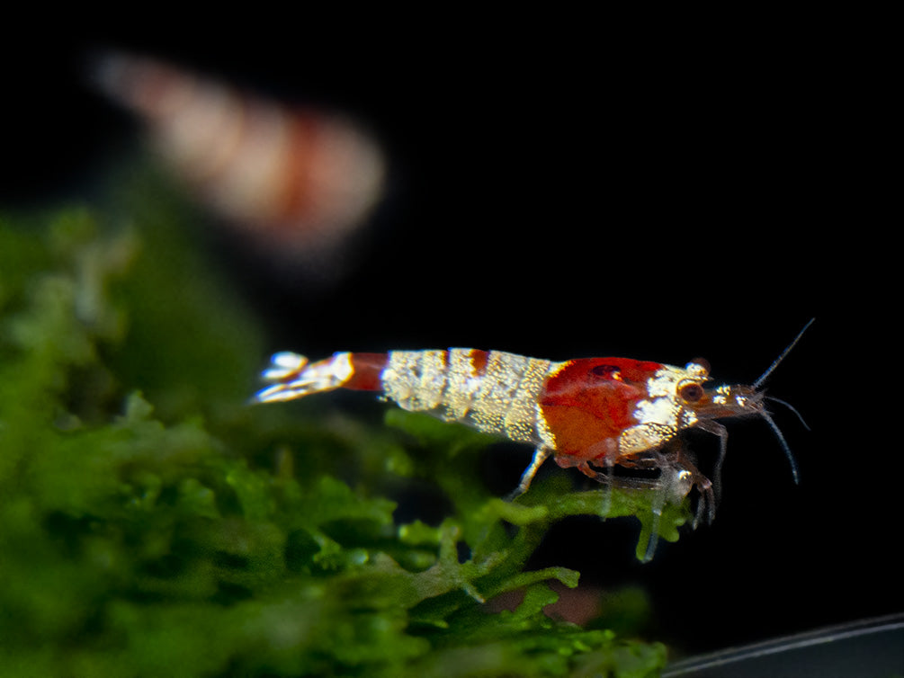 Crystal Red Shrimp (Caridina cantonensis, A-S Grade), Tank-Bred