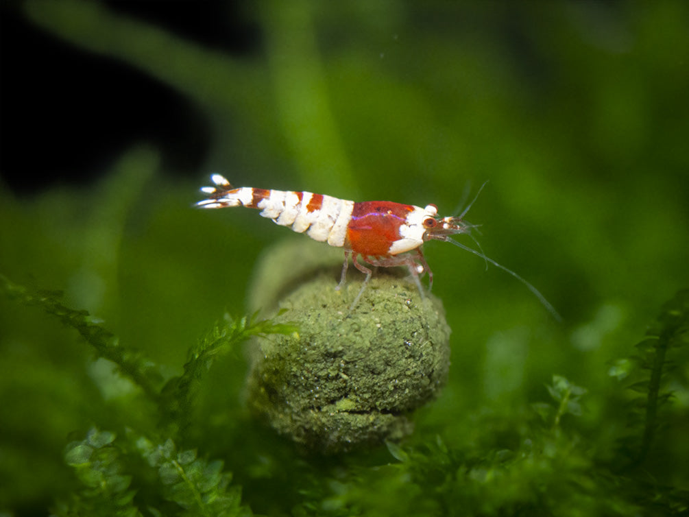 Crystal Red Shrimp (Caridina cantonensis, A-S Grade), Tank-Bred