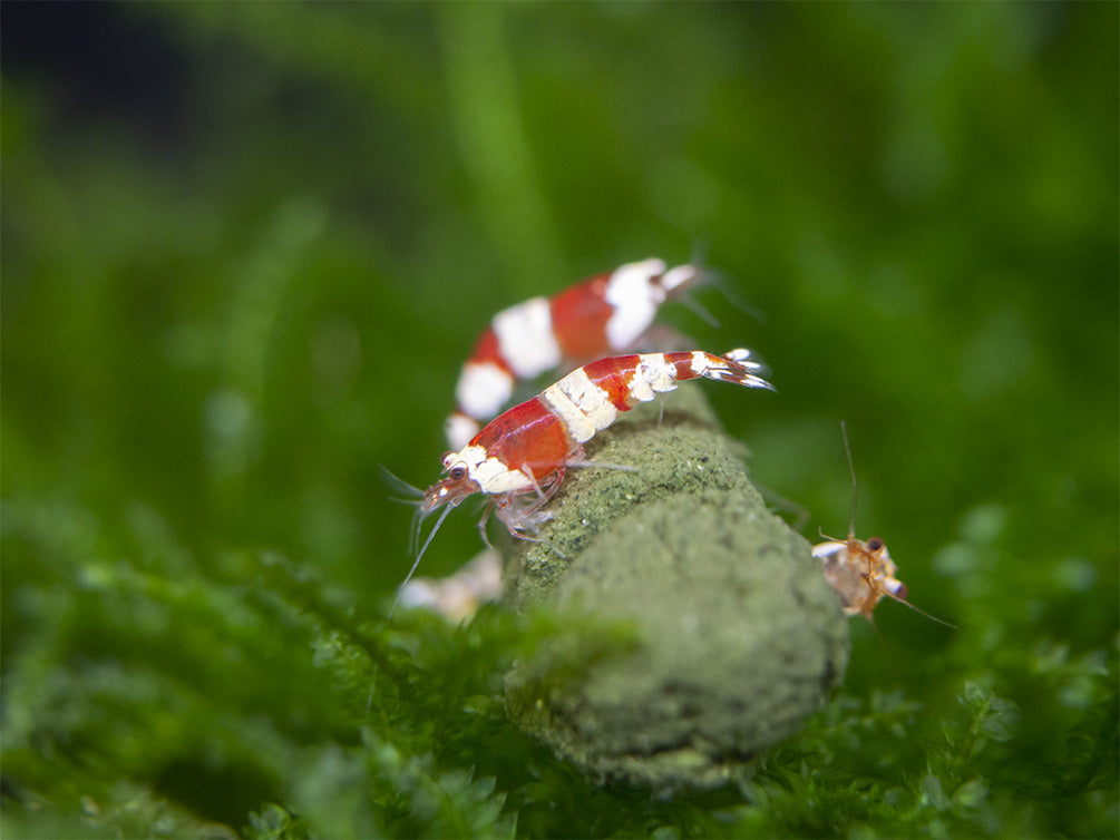 Crystal Red and Black Shrimp Combo Box