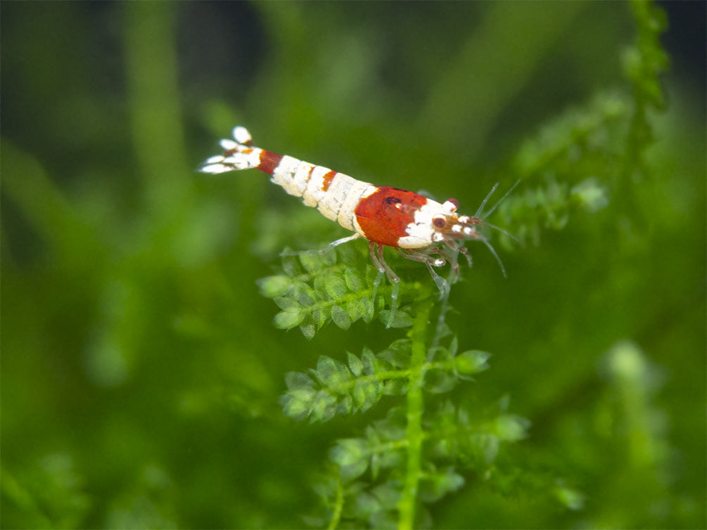 Crystal Red Shrimp (Caridina cantonensis, A-S Grade), Tank-Bred