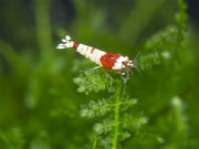Crystal Red Shrimp (Caridina cantonensis, A-S Grade), Tank-Bred