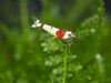 Crystal Red Shrimp Combo Box