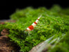 Crystal Red Shrimp (Caridina cantonensis, A-S Grade), Tank-Bred