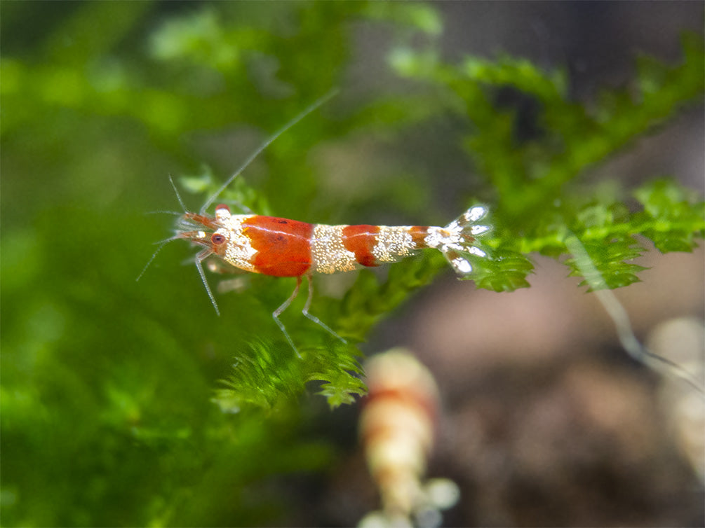 Crystal Red Shrimp (Caridina cantonensis, A-S Grade), Tank-Bred