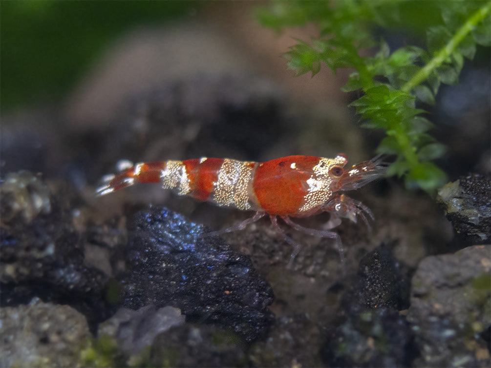 Crystal Red Shrimp (Caridina cantonensis, A-S Grade), Tank-Bred