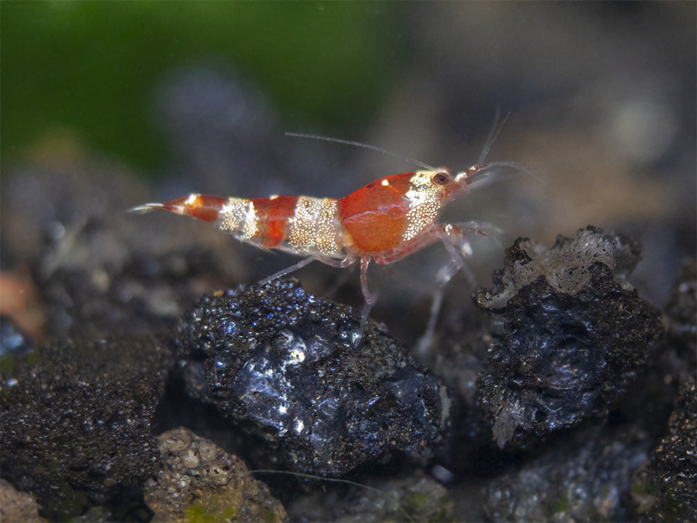 Crystal Red Shrimp (Caridina cantonensis, A-S Grade), Tank-Bred