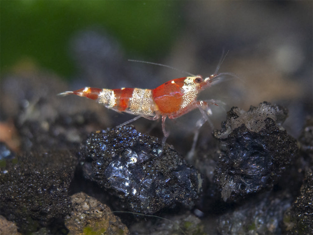 Crystal Red and Black Shrimp Combo Box