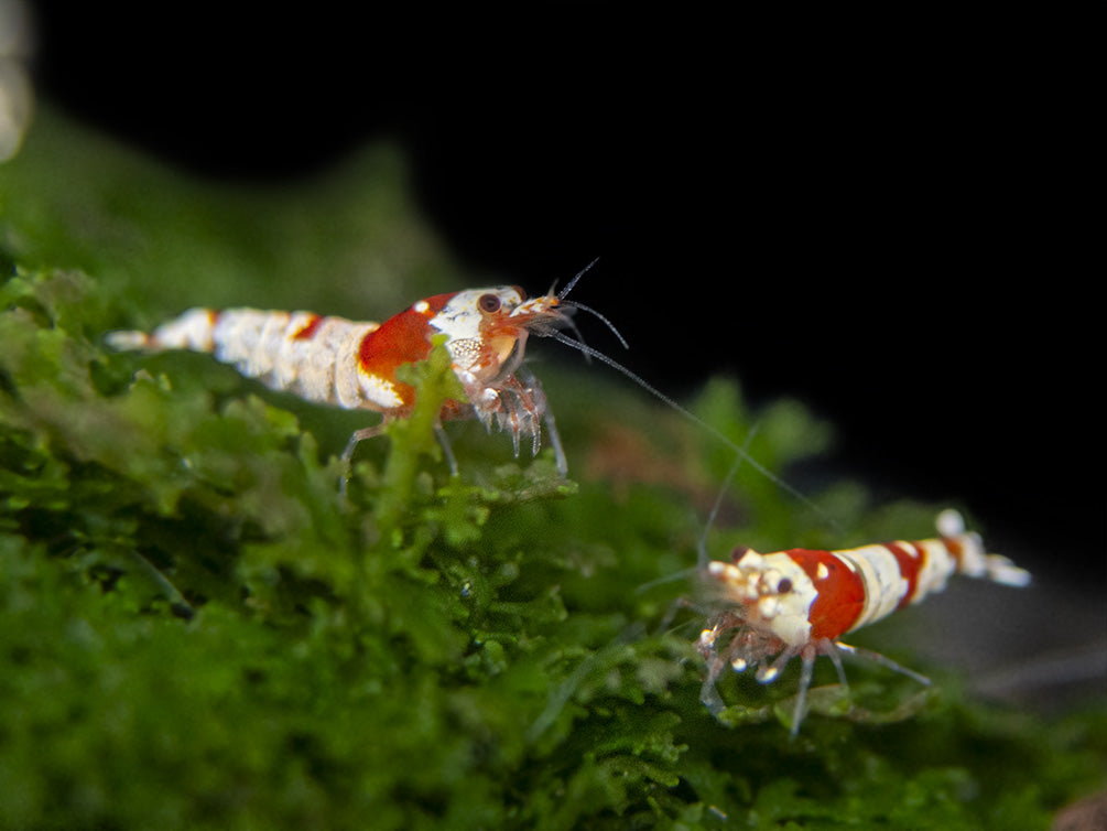 Crystal Red Shrimp (Caridina cantonensis, A-S Grade), Tank-Bred