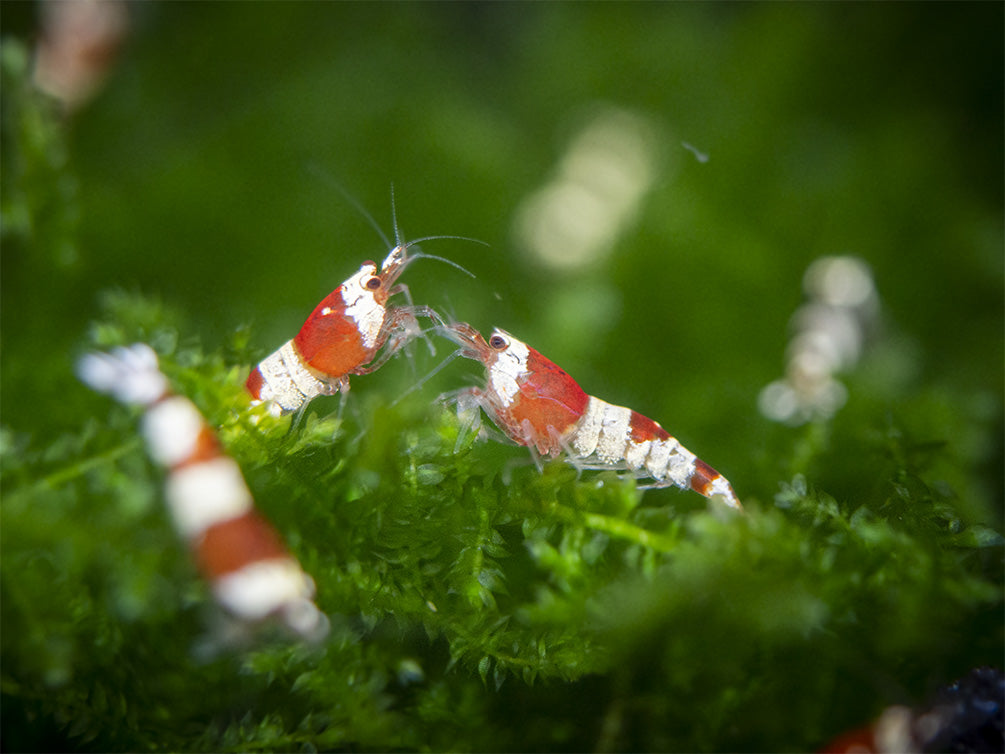 Crystal Red Shrimp (Caridina cantonensis, A-S Grade), Tank-Bred