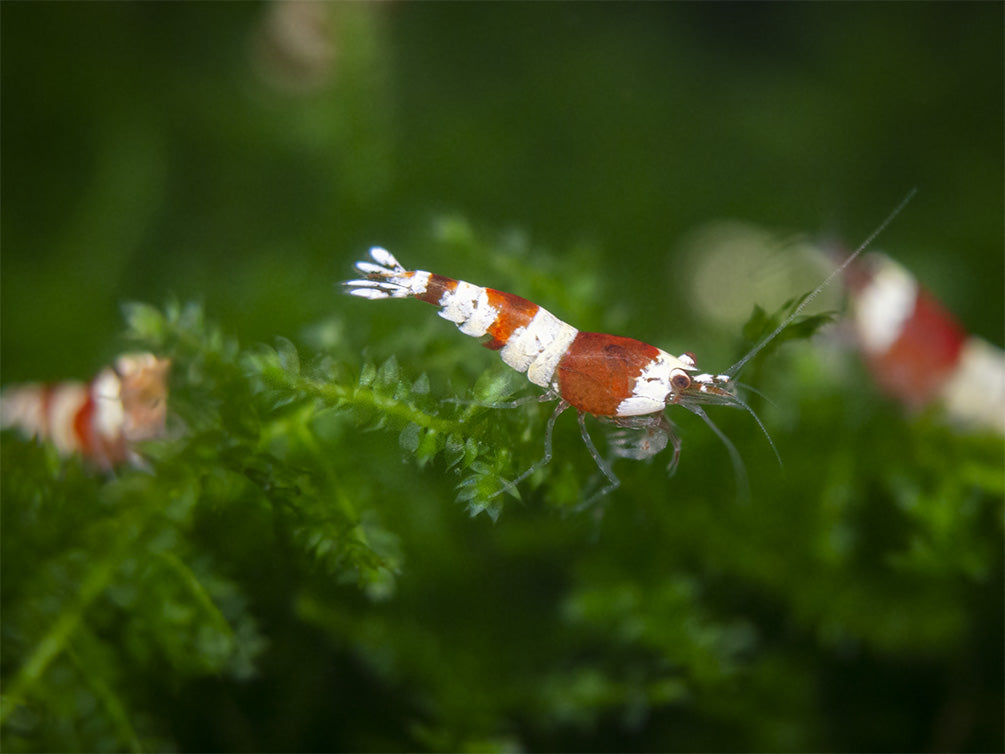 Crystal Red Shrimp (Caridina cantonensis, A-S Grade), Tank-Bred