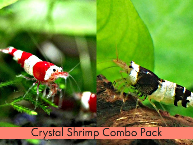 Crystal Shrimp Combo Pack, Tank-Bred