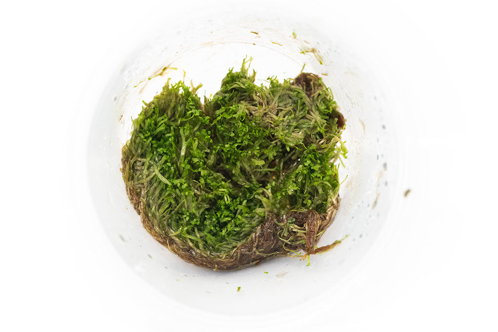 Crystalwort (Riccia fluitans), portion