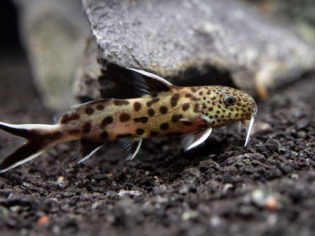 Cuckoo Catfish (Synodontis multipunctata), Tank-Bred