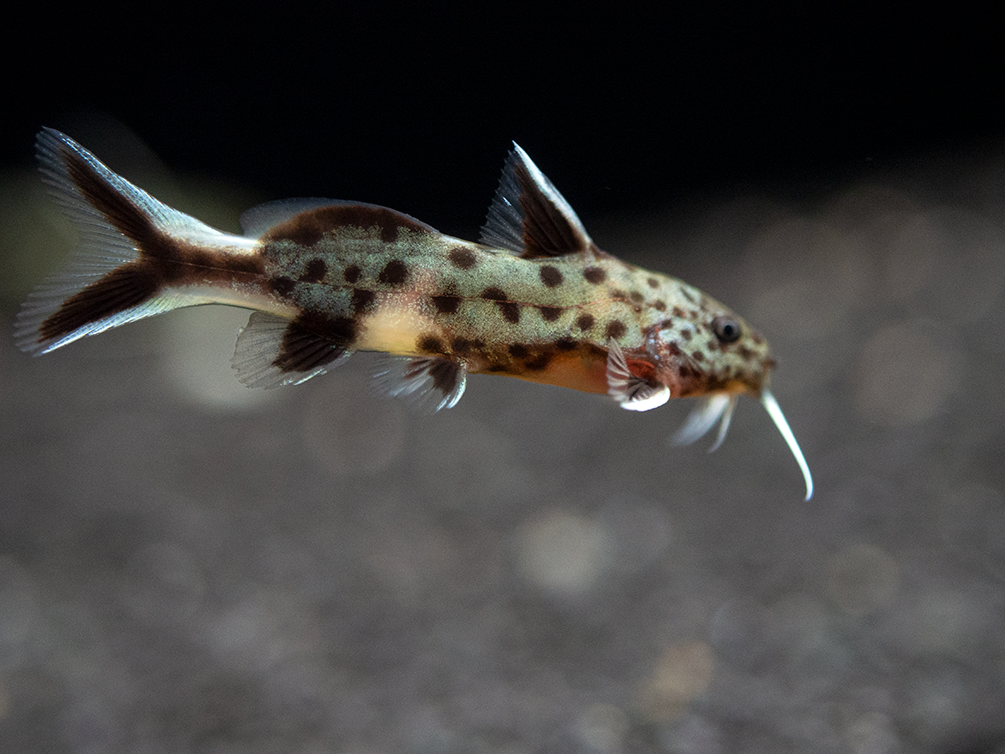 Cuckoo Catfish (Synodontis multipunctata), Tank-Bred