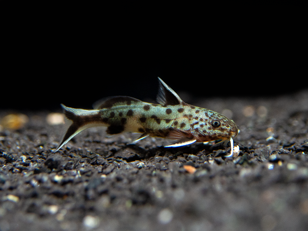 Cuckoo Catfish (Synodontis multipunctata), Tank-Bred