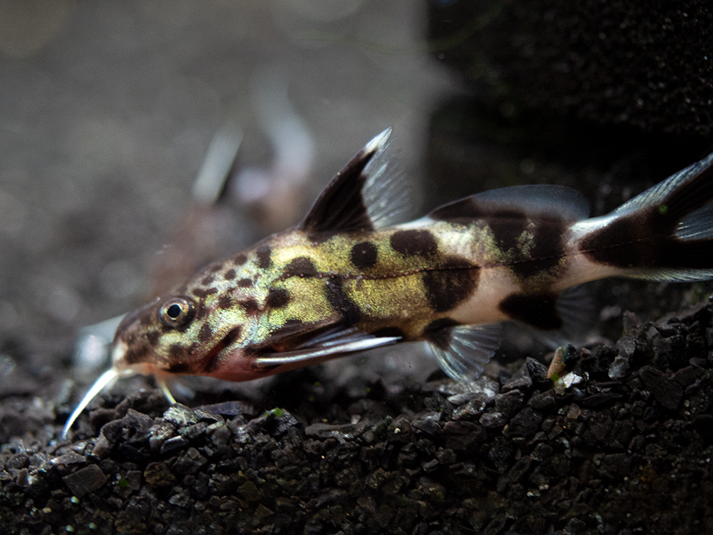 Cuckoo Catfish (Synodontis multipunctata), Tank-Bred