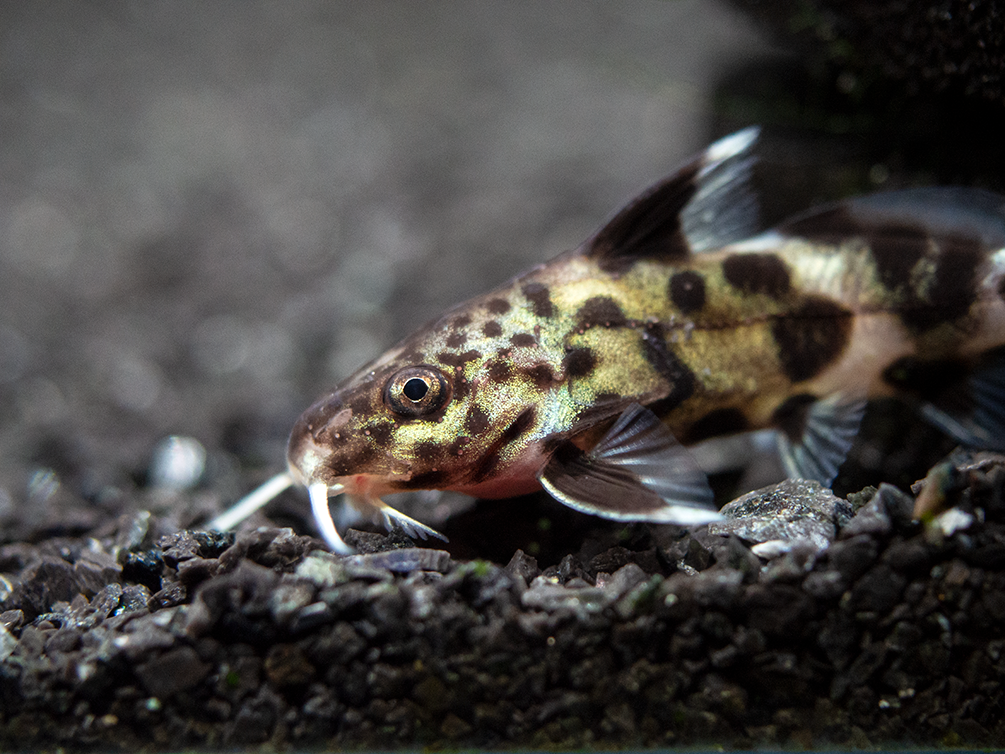 Cuckoo Catfish (Synodontis multipunctata), Tank-Bred