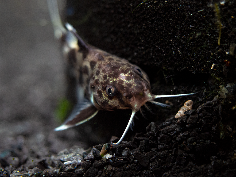 Cuckoo Catfish (Synodontis multipunctata), Tank-Bred