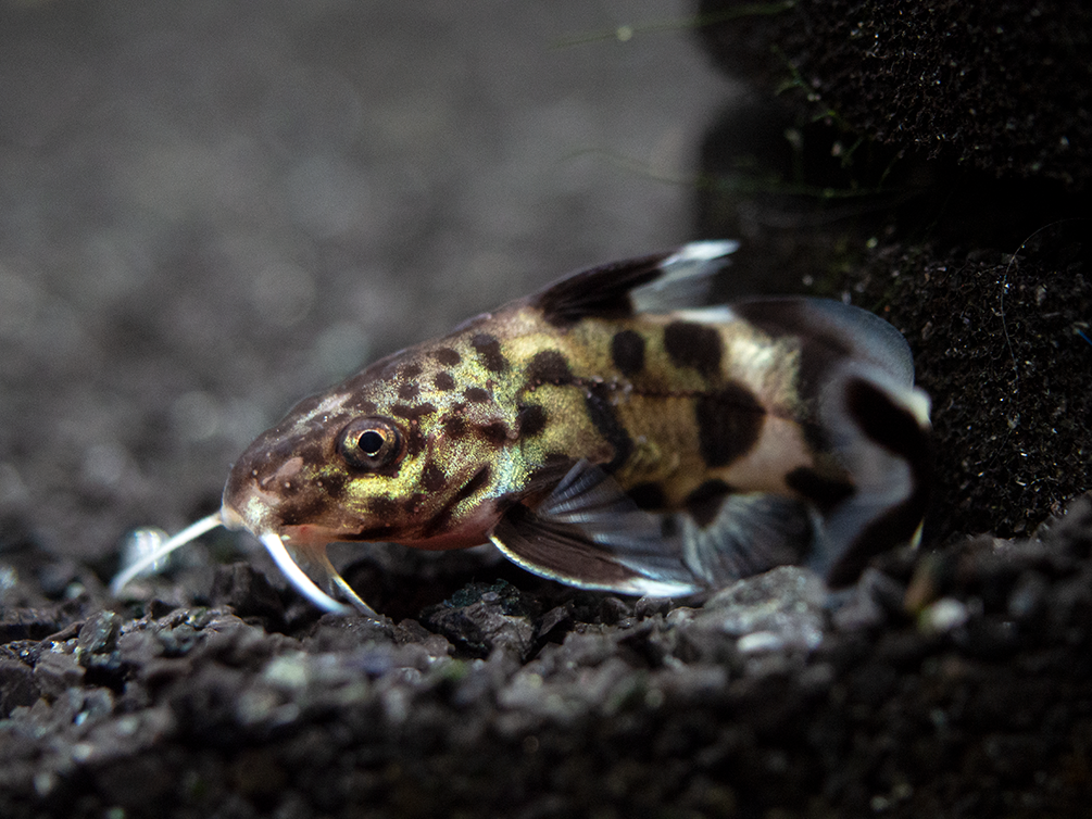 Cuckoo Catfish (Synodontis multipunctata), Tank-Bred