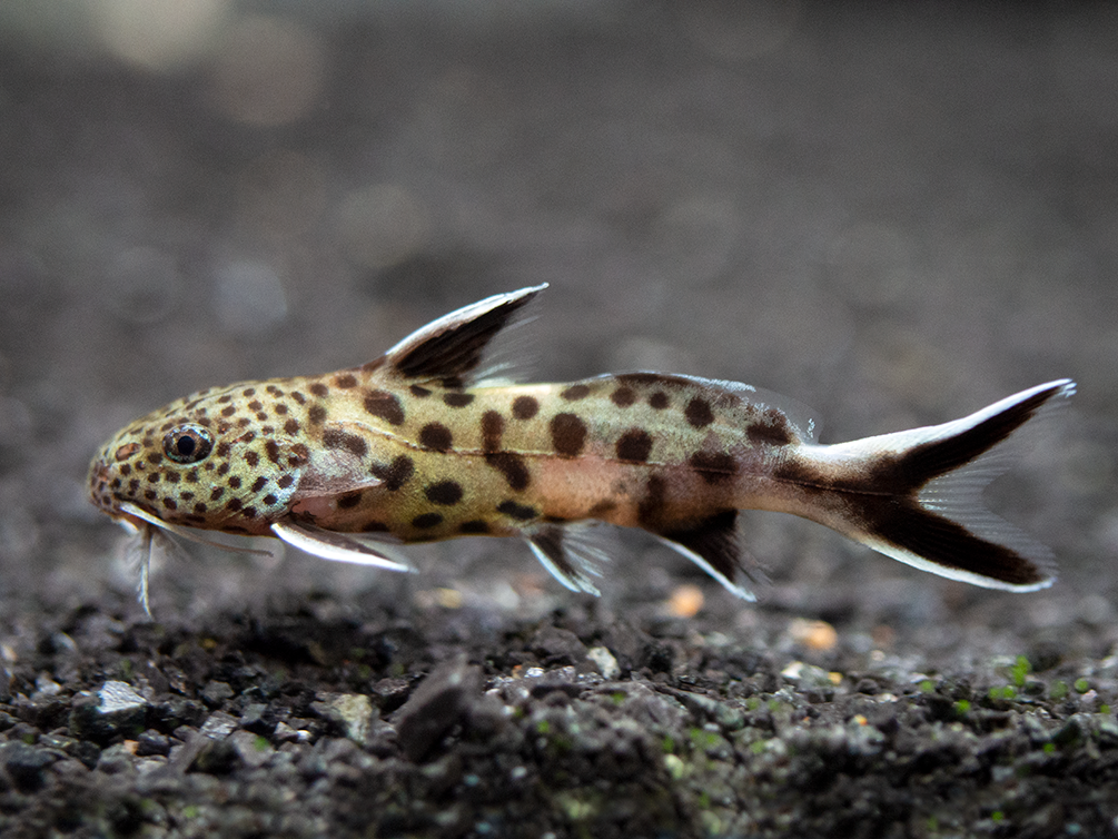 Breeding Synodontis Petricola