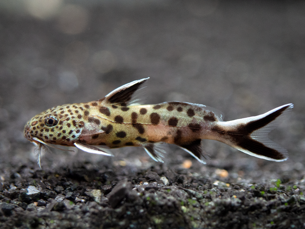 Cuckoo Catfish (Synodontis multipunctata), Tank-Bred