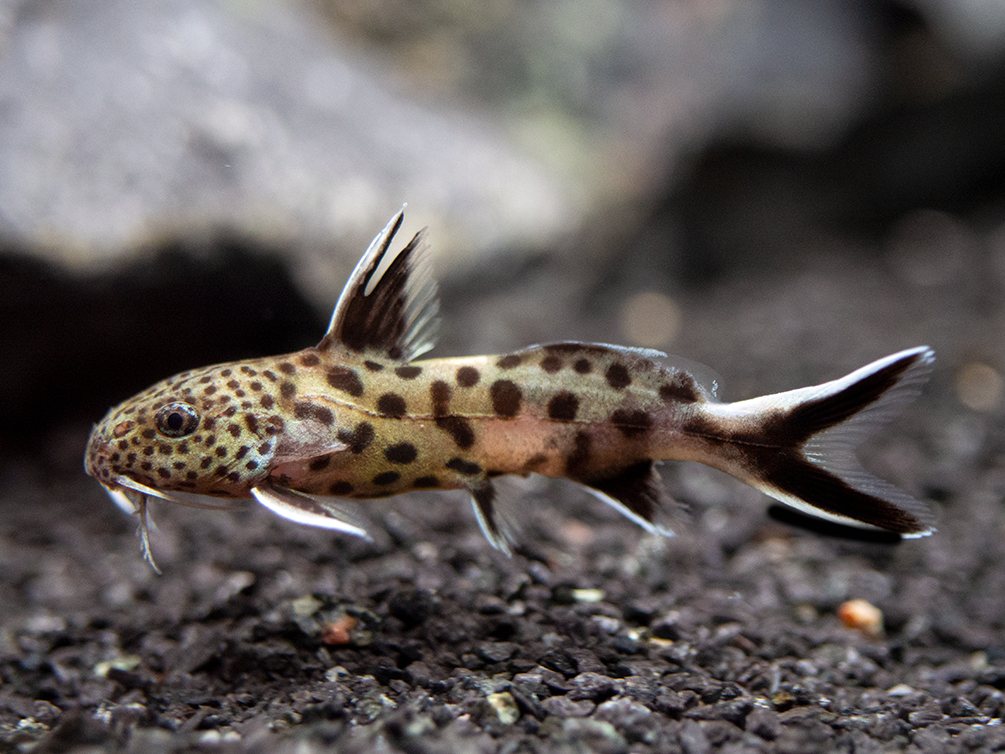 Cuckoo Catfish (Synodontis multipunctata), Tank-Bred