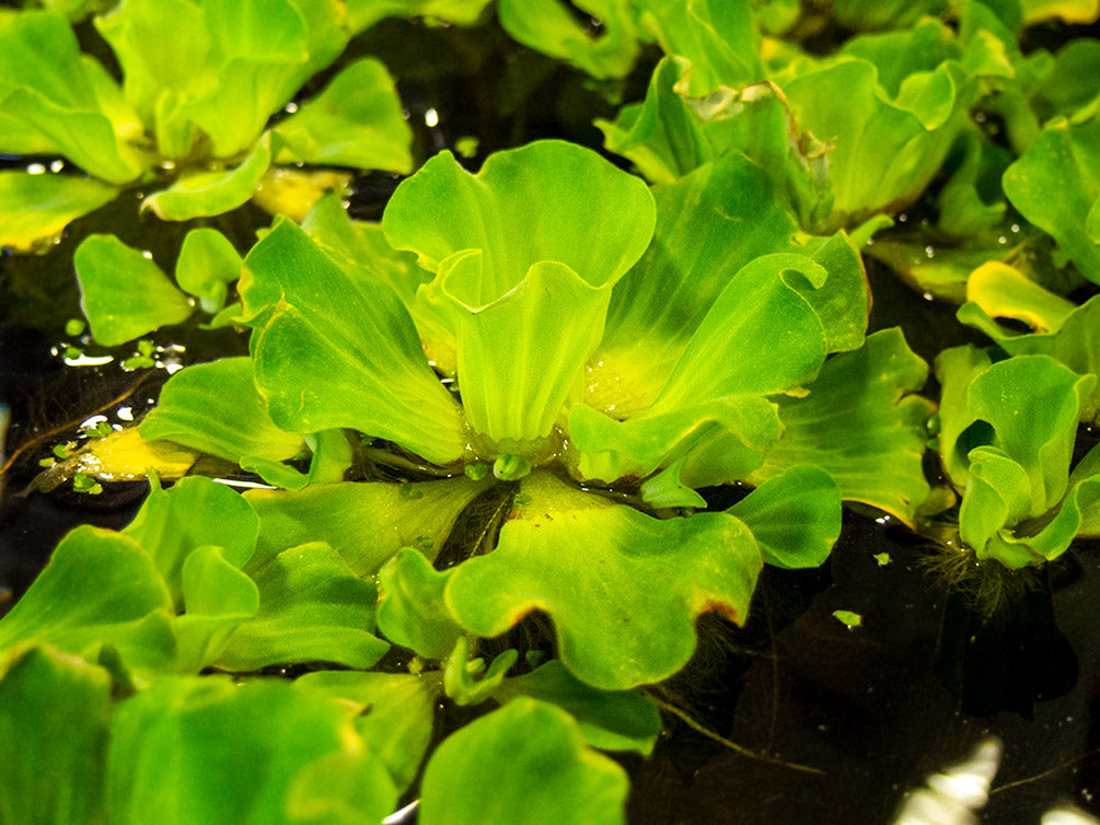 Curly Leaf Water Lettuce (Pistia stratiotes)