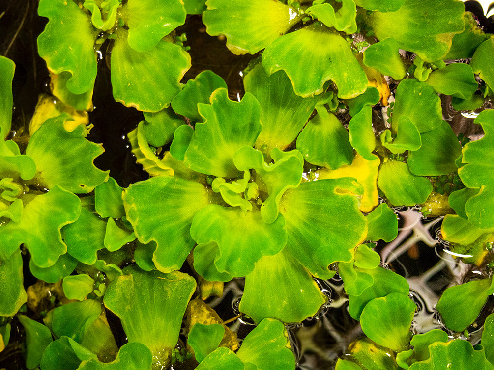 Curly Leaf Water Lettuce (Pistia stratiotes)