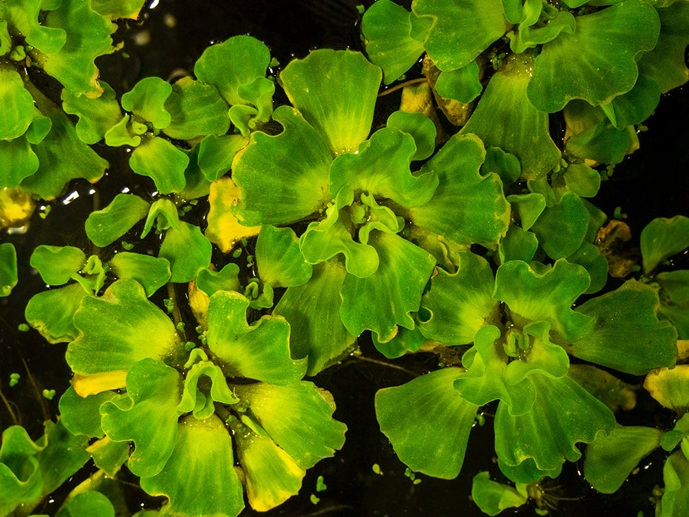 Curly Leaf Water Lettuce (Pistia stratiotes)