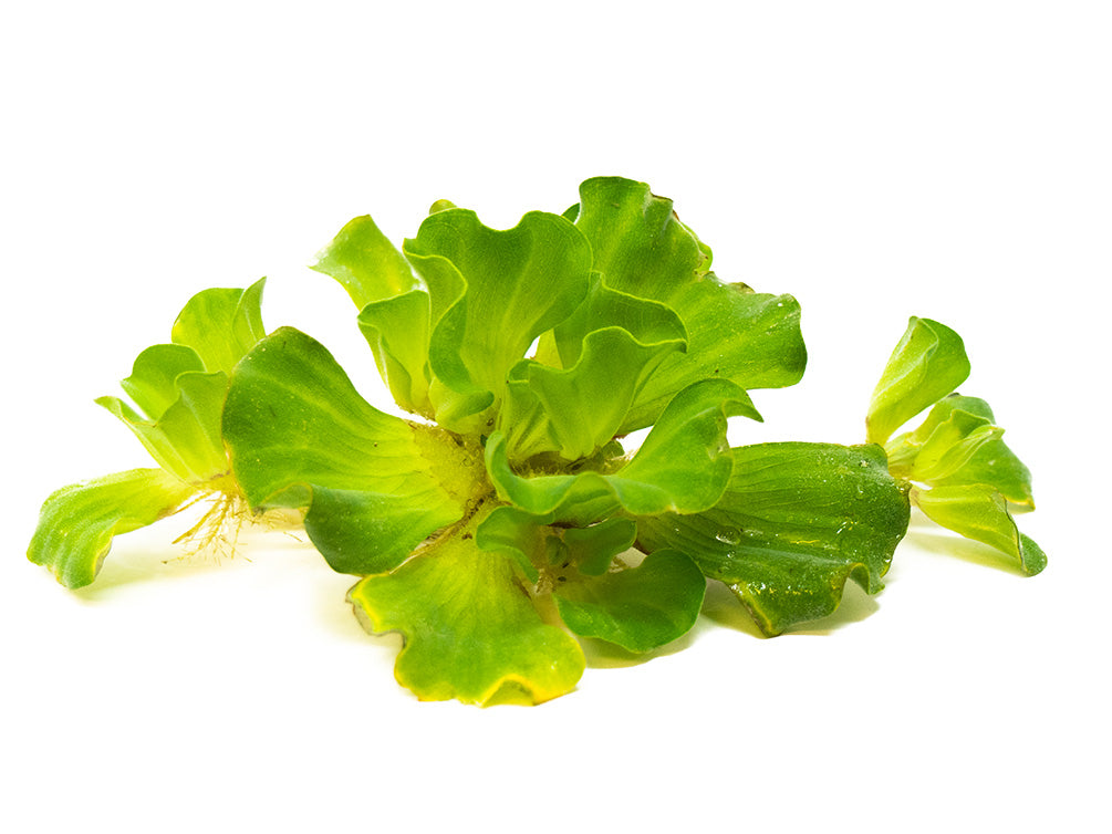 Curly Leaf Water Lettuce (Pistia stratiotes)