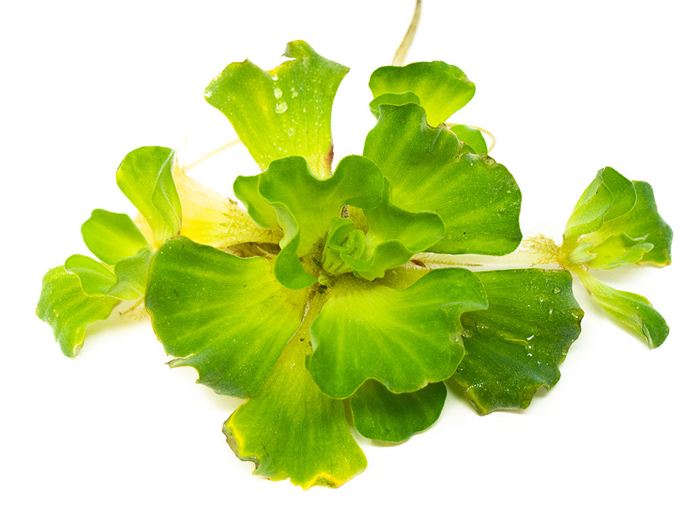 Curly Leaf Water Lettuce (Pistia stratiotes)