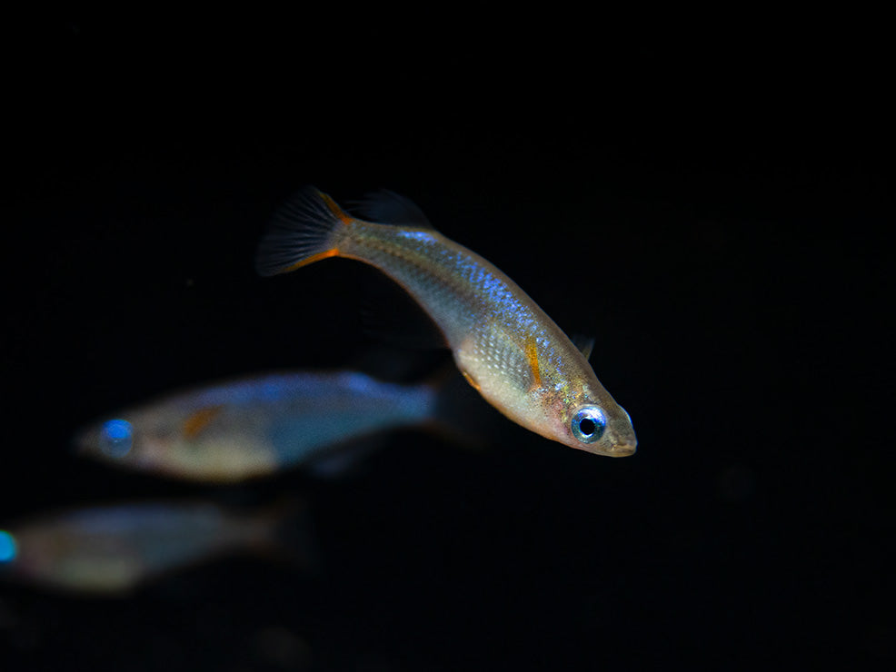 Daisy's Blue Ricefish (Oryzias woworae), Tank-Bred