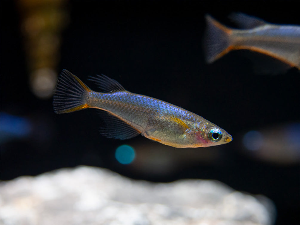 Daisy's Blue Ricefish (Oryzias woworae), Tank-Bred