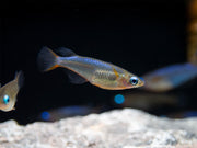 Daisy's Blue Ricefish (Oryzias woworae), Tank-Bred